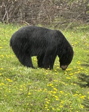 Tom Green Instagram - In Alberta Canada today saw a bear 🐻 🇨🇦