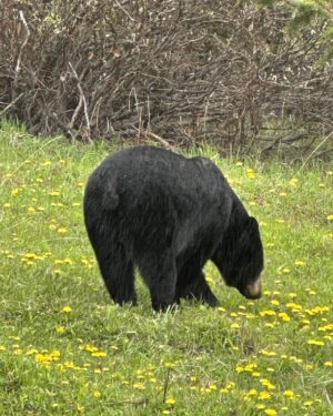 Tom Green Instagram - In Alberta Canada today saw a bear 🐻 🇨🇦