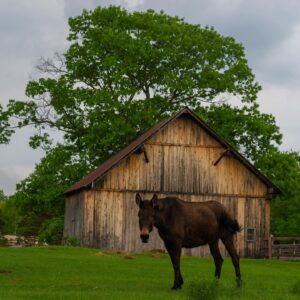 Tom Green Instagram - This week at the farm