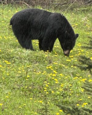 Tom Green Instagram - In Alberta Canada today saw a bear 🐻 🇨🇦