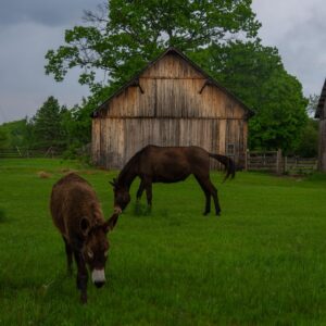 Tom Green Instagram - This week at the farm