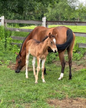 Tom Green Instagram - I would like to welcome these two beautiful souls into my world.  Please meet Alora and her new born baby foal Aria.  They arrived here at the farm today.  Welcome to your forever home.  Over the next few days we will slowly introduce them to Fanny and Kia.  They seem very intrigued with one another.  Aria was born on May 7th and is just about 6 weeks old.  She has not been weaned from her mother yet but that will happen at the end of this year.  They will live out their lives together, here on the farm.  It was a perfect day.  Today was special.  Stay tuned and I will tell you more about this beautiful pair.  Cheers. #horse #foal #baby