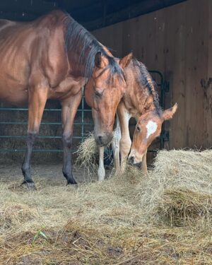 Tom Green Instagram - I would like to welcome these two beautiful souls into my world.  Please meet Alora and her new born baby foal Aria.  They arrived here at the farm today.  Welcome to your forever home.  Over the next few days we will slowly introduce them to Fanny and Kia.  They seem very intrigued with one another.  Aria was born on May 7th and is just about 6 weeks old.  She has not been weaned from her mother yet but that will happen at the end of this year.  They will live out their lives together, here on the farm.  It was a perfect day.  Today was special.  Stay tuned and I will tell you more about this beautiful pair.  Cheers. #horse #foal #baby
