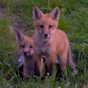 Tom Green Instagram - This week at the farm