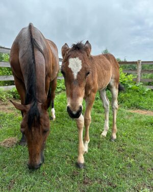 Tom Green Instagram - I would like to welcome these two beautiful souls into my world.  Please meet Alora and her new born baby foal Aria.  They arrived here at the farm today.  Welcome to your forever home.  Over the next few days we will slowly introduce them to Fanny and Kia.  They seem very intrigued with one another.  Aria was born on May 7th and is just about 6 weeks old.  She has not been weaned from her mother yet but that will happen at the end of this year.  They will live out their lives together, here on the farm.  It was a perfect day.  Today was special.  Stay tuned and I will tell you more about this beautiful pair.  Cheers. #horse #foal #baby