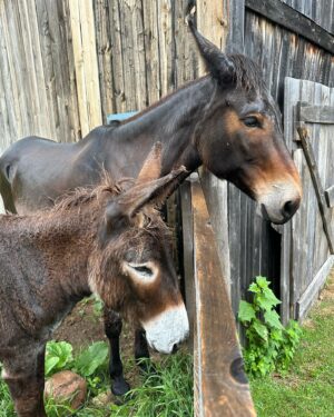 Tom Green Instagram - I would like to welcome these two beautiful souls into my world.  Please meet Alora and her new born baby foal Aria.  They arrived here at the farm today.  Welcome to your forever home.  Over the next few days we will slowly introduce them to Fanny and Kia.  They seem very intrigued with one another.  Aria was born on May 7th and is just about 6 weeks old.  She has not been weaned from her mother yet but that will happen at the end of this year.  They will live out their lives together, here on the farm.  It was a perfect day.  Today was special.  Stay tuned and I will tell you more about this beautiful pair.  Cheers. #horse #foal #baby