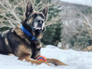 Tom Pelphrey Instagram - I had to say goodbye to my guy. 

I got Blue on Xmas eve, 2018.  Blue had been at a rescue for over a year, and in that time had been adopted and returned at least 3x, fostered and returned at least as many.  He was living in a kennel and “too aggressive” to have a home. 

I knew this was my guy.  Blue and I got to work Day 1…. long walks, training sessions, stability, repetition.  Love.  A lot of love.  He was the most beautiful dog I’ve ever seen.  It was slow going at first… I wasn’t sure if I would be able to have people to my apartment ever again- I didn’t care.  A month after I got him the kind lady who owned the rescue called me to check on Blue.  I told her 
“We have work to do but he’s smart and he’s a great dog”
“So you’re keeping him?”
“Of course I am”
She broke down crying on the phone. 

Blue went everywhere with me.  I stopped flying for work- I drove to every job with Blue.  All over the country and back.  In our years together I often wondered if he even thought we had a “home”- we were constantly on to a new job and a new city.  The only constant was that we were always together.  ALWAYS.  He was my home.  And I was his. 

6 months later he was friends with my friends.  A year later and Blue was almost unrecognizable.  He was always my sweet Blue to me… now he was just more Blue, less Fear.  It’s amazing what some love and stability can accomplish.  Blue was teaching me, and I didn’t really know it yet. 

Two years ago I met Kaley and everything changed.  We had a family!  We settled into a home.  And the fearsome, snarling Blue became the most gentle ‘Shepard’. He came into a family full of small dogs 1/10 of his size, and he was patient and loving with all of them.  He played ball with our baby girl Matilda… he played more gently and softly with her than the most cautious parent.  He saw we were settled, he saw that I had learned the lessons I thought I was teaching him… 

He was by my side the entire time (literally)… protecting me and guiding me into a new, fuller life.  I guess that’s what Shepards do.  I held him at the end. 

I’m heartbroken.  I’m full of gratitude to God for every second with one of His angels. 💙🙏💙🙏💙🙏💙