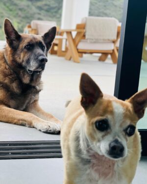 Tom Pelphrey Instagram - We had to say goodbye to our little King.  Our sweet boy was the first dog Kaley and I rescued together- he joined us in Atlanta and cuddled Kaley through her entire pregnancy.  Despite being well over 10, it was watching our Dump Truck that taught him how to drink water.  While it can be hard to not have enough time with these older angels, they more than make up for it with their weird, wonderful personalities.  Kingy- I’ll miss sleeping in with you, I’ll miss your eye kisses and your lap plops, I’ll miss the hell out of your whirling tornado drunken master poop style.  We are very lucky to have you in our family, our loaf, our sweet sweet boy.  Thanks for all your love. ♥️♥️♥️🙏🙏🙏♥️♥️♥️ @kaleycuoco