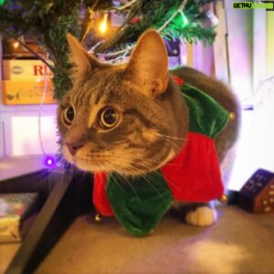 Tom Scott Instagram - Her name is Pickle and she is not impressed with her festive collar