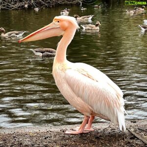 Tom Scott Instagram - A wondrous bird, is the pelican / its beak can hold more than its belly can
