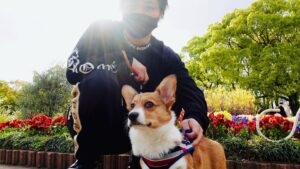 Tommy Instagram - はじめてのお散歩
眩しかったね

#コーギー
#お散歩
