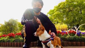 Tommy Instagram - はじめてのお散歩
眩しかったね

#コーギー
#お散歩