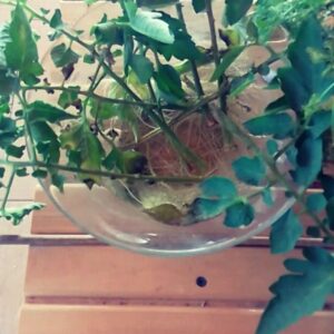 Toprak Sergen Instagram - Doğa yeter 🍀🍀🍀🍀 Nature is enough
