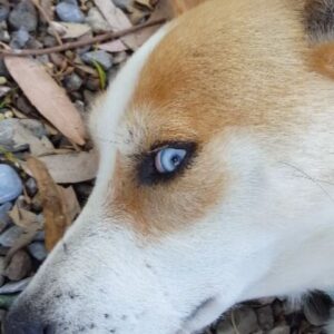 Toprak Sergen Instagram - Yakışıklı oğlum Blue'nun ilk halleri 💙 🐾