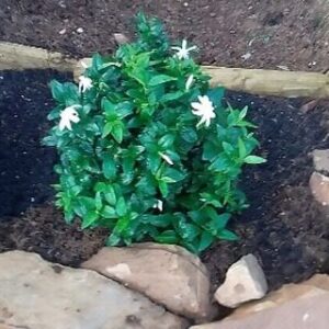 Toprak Sergen Instagram - 14 Mayıs Dünya çiftçiler günümüz  kutlu olsun ve dedem Ziraat fakültesi eski dekanı Prof Bekir Alkan'ın anısına olsun 🍀🍀🍀🍀