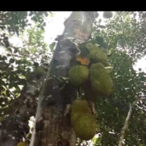 Toprak Sergen Instagram - Zanzibar'da Jakarta meyvesi