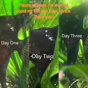 Travis McElroy Instagram - So, two days ago I noticed this white discoloration on the side of Roy, my angelfish. Does anyone know if it is an indication of illness? Stress? Is it marks from another fish?
Additional Details: There are no new fish in the aquarium. I did some rearranging of plants and some cleaning that might have caused stress?