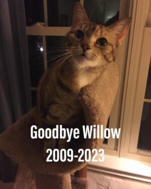 Travis McElroy Instagram - We said goodbye to our dear sweet kitty Willow today. She’s had some issues lately, but this was very sudden. Teresa and I adopted her back in 2010. We knew she was the one right away. I held my hand out and she rammed her face in to it and just left it there. She loved to play fetch with hair ties and bottle caps. If she found a hair tie, she would bring it to you and start meowing. When you pet her, she would start drooling. She moved with from Cincinnati to LA and back. She was a comfort and friend through a lot of hard times. We were so lucky to have her in our life and she will be missed beyond words. If you have a kitty in your life, please give them extra pets in Willow’s honor.