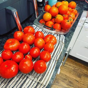 Travis McElroy Instagram - Time to preserve my harvest! (This is just what I’ve collected from my tomato plants in the last 2.5 weeks)