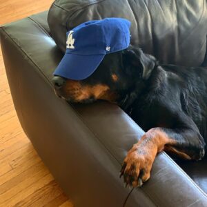 Travis "Taco" Bennett Instagram - When I was 18 my sister asked me what I wanted for christmas. I sent her this craigslist ad for a dog. A few days later Syd came home with this Rottweiler puppy who I named Chop. I was in love with this fucking dog. I never had a puppy, growing up my family always rescued dogs. I was living at home with my parents at the time and had just started touring around that time so he turned into the family dog. My parents weren’t thrilled that they had this new responsibility but equally fell in love with Chop. An 120 pound rotty looked like a guard dog to people but this dog was so fucking sweet and wouldn’t hurt a fly, he was brave but not aggressive at all towards anyone. Chop was my son but also my moms “little baby” and my dads bestfriend for 11 years. I don’t think we as humans really deserve dogs. They are the most innocent and unconditionally loving creatures on this planet. He loved me when I was happy or sad and even when I was mad at him for the dumb stuff he would do. It’s hard to express how thankful I am to have had a dog like Chop in my life. I learned so much being a dog parent, patience, teaching, understanding, empathy, and it continued until our last moments together friday. He was a constant smiling big bear of a dog who was a big part of my family and we miss him already. Chop left us physically but left a forever impression on our family. I wouldn’t trade our time together for anything. Our last moments together he did what he always did and fell asleep on my feet. 

Love you Choppa Chop 
Rest easy Bubs 

Love your dad 🤍