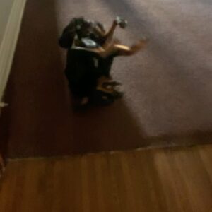 Travis "Taco" Bennett Instagram - When I was 18 my sister asked me what I wanted for christmas. I sent her this craigslist ad for a dog. A few days later Syd came home with this Rottweiler puppy who I named Chop. I was in love with this fucking dog. I never had a puppy, growing up my family always rescued dogs. I was living at home with my parents at the time and had just started touring around that time so he turned into the family dog. My parents weren’t thrilled that they had this new responsibility but equally fell in love with Chop. An 120 pound rotty looked like a guard dog to people but this dog was so fucking sweet and wouldn’t hurt a fly, he was brave but not aggressive at all towards anyone. Chop was my son but also my moms “little baby” and my dads bestfriend for 11 years. I don’t think we as humans really deserve dogs. They are the most innocent and unconditionally loving creatures on this planet. He loved me when I was happy or sad and even when I was mad at him for the dumb stuff he would do. It’s hard to express how thankful I am to have had a dog like Chop in my life. I learned so much being a dog parent, patience, teaching, understanding, empathy, and it continued until our last moments together friday. He was a constant smiling big bear of a dog who was a big part of my family and we miss him already. Chop left us physically but left a forever impression on our family. I wouldn’t trade our time together for anything. Our last moments together he did what he always did and fell asleep on my feet. 

Love you Choppa Chop 
Rest easy Bubs 

Love your dad 🤍