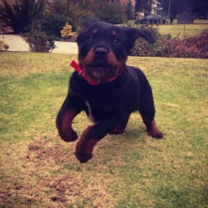 Travis "Taco" Bennett Instagram - When I was 18 my sister asked me what I wanted for christmas. I sent her this craigslist ad for a dog. A few days later Syd came home with this Rottweiler puppy who I named Chop. I was in love with this fucking dog. I never had a puppy, growing up my family always rescued dogs. I was living at home with my parents at the time and had just started touring around that time so he turned into the family dog. My parents weren’t thrilled that they had this new responsibility but equally fell in love with Chop. An 120 pound rotty looked like a guard dog to people but this dog was so fucking sweet and wouldn’t hurt a fly, he was brave but not aggressive at all towards anyone. Chop was my son but also my moms “little baby” and my dads bestfriend for 11 years. I don’t think we as humans really deserve dogs. They are the most innocent and unconditionally loving creatures on this planet. He loved me when I was happy or sad and even when I was mad at him for the dumb stuff he would do. It’s hard to express how thankful I am to have had a dog like Chop in my life. I learned so much being a dog parent, patience, teaching, understanding, empathy, and it continued until our last moments together friday. He was a constant smiling big bear of a dog who was a big part of my family and we miss him already. Chop left us physically but left a forever impression on our family. I wouldn’t trade our time together for anything. Our last moments together he did what he always did and fell asleep on my feet. 

Love you Choppa Chop 
Rest easy Bubs 

Love your dad 🤍