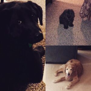 Trey Gowdy Instagram - Happy #nationaldogday to our three- Judge, Jury and Bailiff