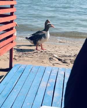 Tuana Gizem Uzunlar Instagram - Kaydırdıkça bir kaç ben bir kaç sahil güvenlik ve Efes’in yasaklanan reklamını görebilirsiniz.