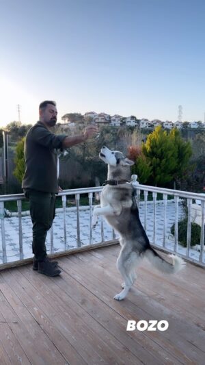 Turgay Başyayla Instagram - #bozo #bodyguard #husky #sibiryakurdu