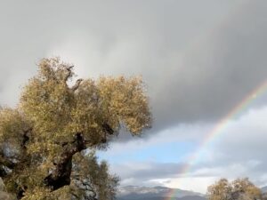 Ty Stiklorius Instagram - First we saw a Bobcat in the wild (staring at us from a close distance in the long grass on an empty road) and shortly after a double rainbow 🌈🌈. Three things I keep leaning into: 1. Listening to nature and my body more. 2. Cultivating a sense of ease, letting go where it’s tight, deep healing breathing and stopping and feeling it when it comes up (usually in the car) 3. Deepening connection (which requires practicing more vulnerability, truth-telling, staying present even when it’s hard). And all of that to take care so that we can do the really hard work ahead that the planet requires. Wishing love, ease and deep connection to you and a happy New Year. And I’ve just joined the board of Ocean Conservancy @oceanconservancy so stay tuned for more on how we will work toward a healthier ocean protected by a more just world.