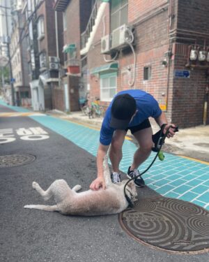 Tyler Rasch Instagram - 왜 이렇게 같이 나가기만 하면 바로 누워서 만져달라고 할까요? ㅋㅋ

@omgsofuzzy #omgsofuzzy #bedlingtonterrier  #타일러라쉬 #타일러
