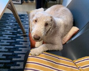 Tyler Rasch Instagram - 재택근무할 때마다 어깨 넘어로 잘 하나 보자 하고 지켜보는 동료…

@omgsofuzzy #omgsofuzzy #bedlingtonterrier  #타일러라쉬 #타일러