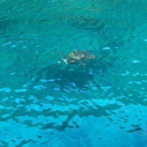 Uğur Aslan Instagram - Caretta Caretta