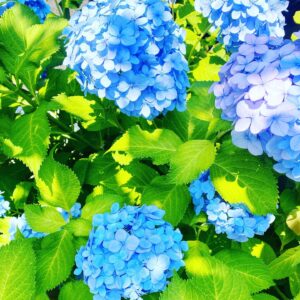 Uki Satake Instagram - 紫陽花