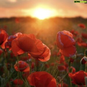 Uli Latukefu Instagram - Thank you to our fallen and to their families who carry their legacy. 🇦🇺

Forever grateful for your service and sacrifice. 

#lestweforget 
#remembranceday
