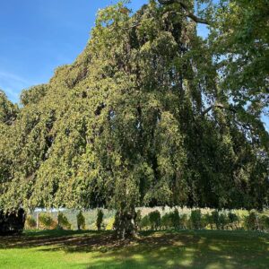 Ulrike Folkerts Instagram - Ein „Zauberbaum“, finde ich! Magisch, gesehen auf einem uralten Weingut beim Drehen. Wisst Ihr, dass die weiße Rinde den Baum vor der Sonne schützt?hängebirke  #herbst #tatortludwigshafen #gold