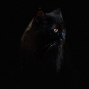 Ulrike Folkerts Instagram - Meine Katze ist auch fotogen🐈‍⬛ #cat #katze #black