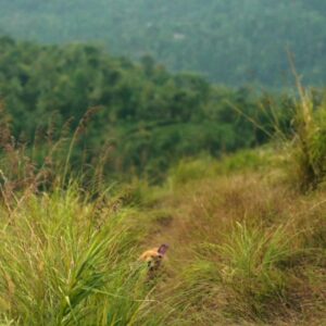 Unni Mathews Instagram - Memoirs of a misty morning trek.