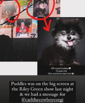 Vanessa Giselle Instagram - first real smile in awhile…

today marks a month of Puddles being gone🤍🐶🪽

but she was with us last night at the Riley Green & @carlthecowboycorgi show…🤍🤍🤍 @hobanaheim