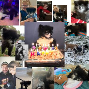 Vanessa Giselle Instagram - Yesterday I lost my best friend of 19 years.💔 

Puddles. She was my road dog. Not only because she traveled across the entire U.S. with me multiple times, but because she was by my side for over half of my life. I was a teenager when I got her. I worked at a Payless in Iowa and saw her in a newspaper ad…and so it began. 

There are soooo, so, sooo many words I want to say; but no words at the same time. My heart is absolutely shattered into a billion pieces, and it hasn’t even fully hit me that she is no longer in my life; that she is no longer in this world. I can’t even fathom it. 

But I am so, so, so beyond grateful for all the smiles and laughs she gave me every single day for almost 20 years. She brought so much joy to thousands of people. Every single time we went outside…adults and their kids’ eyes would light up, they’d ask to pet her, they’d take pics with her. I wasn’t the only person who couldn’t get enough of her.

My black licorice gummy bear, Hootie, Gunther, Marcia, Marcy the marsupial, my little Junior Mint, Judy, Puddy Buddy, my lil wolf girl… I had a million more names for her…

Now she’s my angel.

Her last meal was a happy meal…literally. A burger with ice cream instead of a drink. Two of her favorite things.

I love and miss you, my sweet bb bear. Forever and always. RIP. 

…Until we meet again...👩🏻🐻🪽✨💛