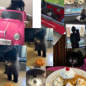 Vanessa Giselle Instagram - Yesterday I lost my best friend of 19 years.💔 

Puddles. She was my road dog. Not only because she traveled across the entire U.S. with me multiple times, but because she was by my side for over half of my life. I was a teenager when I got her. I worked at a Payless in Iowa and saw her in a newspaper ad…and so it began. 

There are soooo, so, sooo many words I want to say; but no words at the same time. My heart is absolutely shattered into a billion pieces, and it hasn’t even fully hit me that she is no longer in my life; that she is no longer in this world. I can’t even fathom it. 

But I am so, so, so beyond grateful for all the smiles and laughs she gave me every single day for almost 20 years. She brought so much joy to thousands of people. Every single time we went outside…adults and their kids’ eyes would light up, they’d ask to pet her, they’d take pics with her. I wasn’t the only person who couldn’t get enough of her.

My black licorice gummy bear, Hootie, Gunther, Marcia, Marcy the marsupial, my little Junior Mint, Judy, Puddy Buddy, my lil wolf girl… I had a million more names for her…

Now she’s my angel.

Her last meal was a happy meal…literally. A burger with ice cream instead of a drink. Two of her favorite things.

I love and miss you, my sweet bb bear. Forever and always. RIP. 

…Until we meet again...👩🏻🐻🪽✨💛