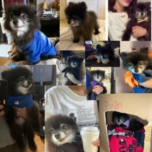 Vanessa Giselle Instagram - Yesterday I lost my best friend of 19 years.💔 

Puddles. She was my road dog. Not only because she traveled across the entire U.S. with me multiple times, but because she was by my side for over half of my life. I was a teenager when I got her. I worked at a Payless in Iowa and saw her in a newspaper ad…and so it began. 

There are soooo, so, sooo many words I want to say; but no words at the same time. My heart is absolutely shattered into a billion pieces, and it hasn’t even fully hit me that she is no longer in my life; that she is no longer in this world. I can’t even fathom it. 

But I am so, so, so beyond grateful for all the smiles and laughs she gave me every single day for almost 20 years. She brought so much joy to thousands of people. Every single time we went outside…adults and their kids’ eyes would light up, they’d ask to pet her, they’d take pics with her. I wasn’t the only person who couldn’t get enough of her.

My black licorice gummy bear, Hootie, Gunther, Marcia, Marcy the marsupial, my little Junior Mint, Judy, Puddy Buddy, my lil wolf girl… I had a million more names for her…

Now she’s my angel.

Her last meal was a happy meal…literally. A burger with ice cream instead of a drink. Two of her favorite things.

I love and miss you, my sweet bb bear. Forever and always. RIP. 

…Until we meet again...👩🏻🐻🪽✨💛