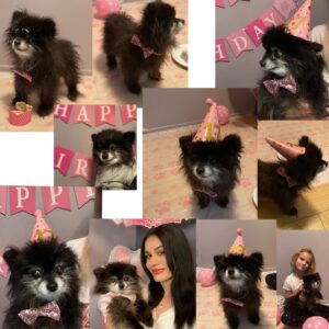 Vanessa Giselle Instagram - Yesterday I lost my best friend of 19 years.💔 

Puddles. She was my road dog. Not only because she traveled across the entire U.S. with me multiple times, but because she was by my side for over half of my life. I was a teenager when I got her. I worked at a Payless in Iowa and saw her in a newspaper ad…and so it began. 

There are soooo, so, sooo many words I want to say; but no words at the same time. My heart is absolutely shattered into a billion pieces, and it hasn’t even fully hit me that she is no longer in my life; that she is no longer in this world. I can’t even fathom it. 

But I am so, so, so beyond grateful for all the smiles and laughs she gave me every single day for almost 20 years. She brought so much joy to thousands of people. Every single time we went outside…adults and their kids’ eyes would light up, they’d ask to pet her, they’d take pics with her. I wasn’t the only person who couldn’t get enough of her.

My black licorice gummy bear, Hootie, Gunther, Marcia, Marcy the marsupial, my little Junior Mint, Judy, Puddy Buddy, my lil wolf girl… I had a million more names for her…

Now she’s my angel.

Her last meal was a happy meal…literally. A burger with ice cream instead of a drink. Two of her favorite things.

I love and miss you, my sweet bb bear. Forever and always. RIP. 

…Until we meet again...👩🏻🐻🪽✨💛