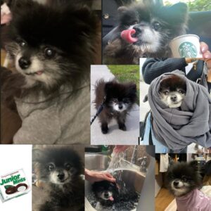 Vanessa Giselle Instagram - Yesterday I lost my best friend of 19 years.💔 

Puddles. She was my road dog. Not only because she traveled across the entire U.S. with me multiple times, but because she was by my side for over half of my life. I was a teenager when I got her. I worked at a Payless in Iowa and saw her in a newspaper ad…and so it began. 

There are soooo, so, sooo many words I want to say; but no words at the same time. My heart is absolutely shattered into a billion pieces, and it hasn’t even fully hit me that she is no longer in my life; that she is no longer in this world. I can’t even fathom it. 

But I am so, so, so beyond grateful for all the smiles and laughs she gave me every single day for almost 20 years. She brought so much joy to thousands of people. Every single time we went outside…adults and their kids’ eyes would light up, they’d ask to pet her, they’d take pics with her. I wasn’t the only person who couldn’t get enough of her.

My black licorice gummy bear, Hootie, Gunther, Marcia, Marcy the marsupial, my little Junior Mint, Judy, Puddy Buddy, my lil wolf girl… I had a million more names for her…

Now she’s my angel.

Her last meal was a happy meal…literally. A burger with ice cream instead of a drink. Two of her favorite things.

I love and miss you, my sweet bb bear. Forever and always. RIP. 

…Until we meet again...👩🏻🐻🪽✨💛