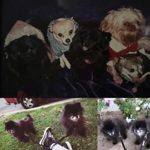 Vanessa Giselle Instagram - Yesterday I lost my best friend of 19 years.💔 

Puddles. She was my road dog. Not only because she traveled across the entire U.S. with me multiple times, but because she was by my side for over half of my life. I was a teenager when I got her. I worked at a Payless in Iowa and saw her in a newspaper ad…and so it began. 

There are soooo, so, sooo many words I want to say; but no words at the same time. My heart is absolutely shattered into a billion pieces, and it hasn’t even fully hit me that she is no longer in my life; that she is no longer in this world. I can’t even fathom it. 

But I am so, so, so beyond grateful for all the smiles and laughs she gave me every single day for almost 20 years. She brought so much joy to thousands of people. Every single time we went outside…adults and their kids’ eyes would light up, they’d ask to pet her, they’d take pics with her. I wasn’t the only person who couldn’t get enough of her.

My black licorice gummy bear, Hootie, Gunther, Marcia, Marcy the marsupial, my little Junior Mint, Judy, Puddy Buddy, my lil wolf girl… I had a million more names for her…

Now she’s my angel.

Her last meal was a happy meal…literally. A burger with ice cream instead of a drink. Two of her favorite things.

I love and miss you, my sweet bb bear. Forever and always. RIP. 

…Until we meet again...👩🏻🐻🪽✨💛