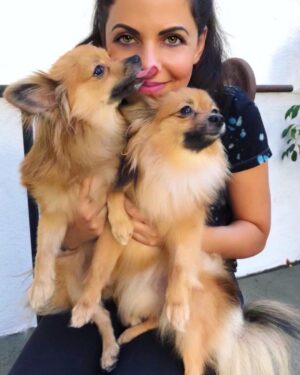 Vered Blonstein Instagram - My baby (the one kissing me) and his twin sister (baby of @ngelight)😍 Parents of all six puppies stayed in touch so we could have reunions 😍 @muchloveanimalrescue is a great rescue if you’re seeking to rescue an animal or donate to a good cause! #adoptdontshop #rescuedogs #rescuepuppies #muchloveanimalrescue #animalrescue #ladogs #pompups #pompuppies #cutestpuppies #twinpuppies #twindogs #puppykisses #actress🎬 #actress #veganactress #hollywoodactress #laactress #tvactress #filmactress #cuteactress #actresslife #animalloversdonteatanimals #alllivesmatter #dogrescue #actressgallery #pomeranianpuppy #cutenessoverload #cutestpuppies #vegangirl #losangelesvegan