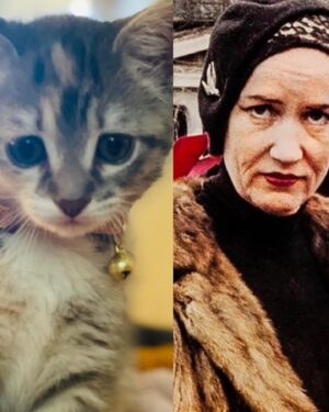 Vickie Howell Instagram - As a post-surgery pick-me-up, we employed a one uterus out/one uterus in policy by welcoming this little lady into our home. 😉 Meet our newest, pet-baby, G.G. (short for Grey Gardens). As you can see from the first photo, she approves of my profession. She’s pretty much the cutest kitten that ever did kitten. 😻

#catsofinstagram