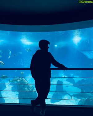 Victor Aguiar Instagram - I feel like an astronaut in the ocean 🐠🌊🦈
.
.
.
.
#oceanariodelisboa #lisbon #lisboa