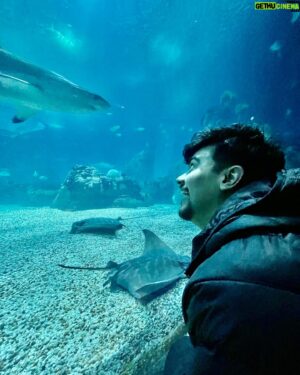 Victor Aguiar Instagram - I feel like an astronaut in the ocean 🐠🌊🦈
.
.
.
.
#oceanariodelisboa #lisbon #lisboa