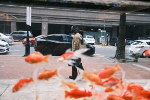 Victor Ma Instagram - 🐡🐡🐡